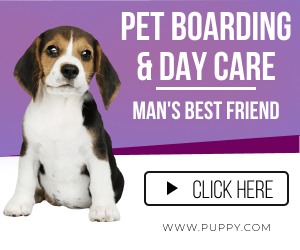 pet-boarding-300x250.png