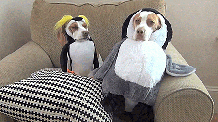 file_1634807056_14.gif